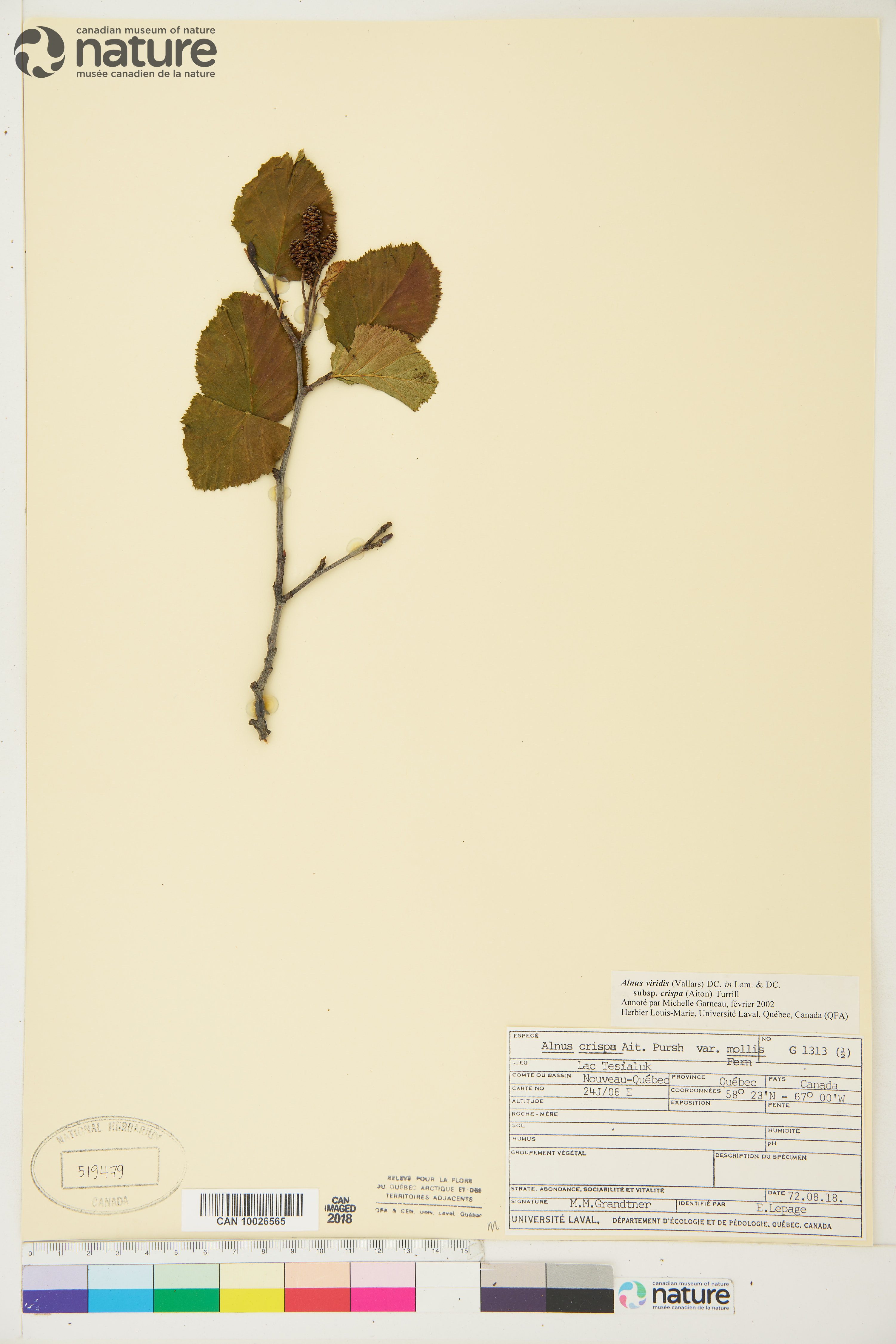 Alnus alnobetula image