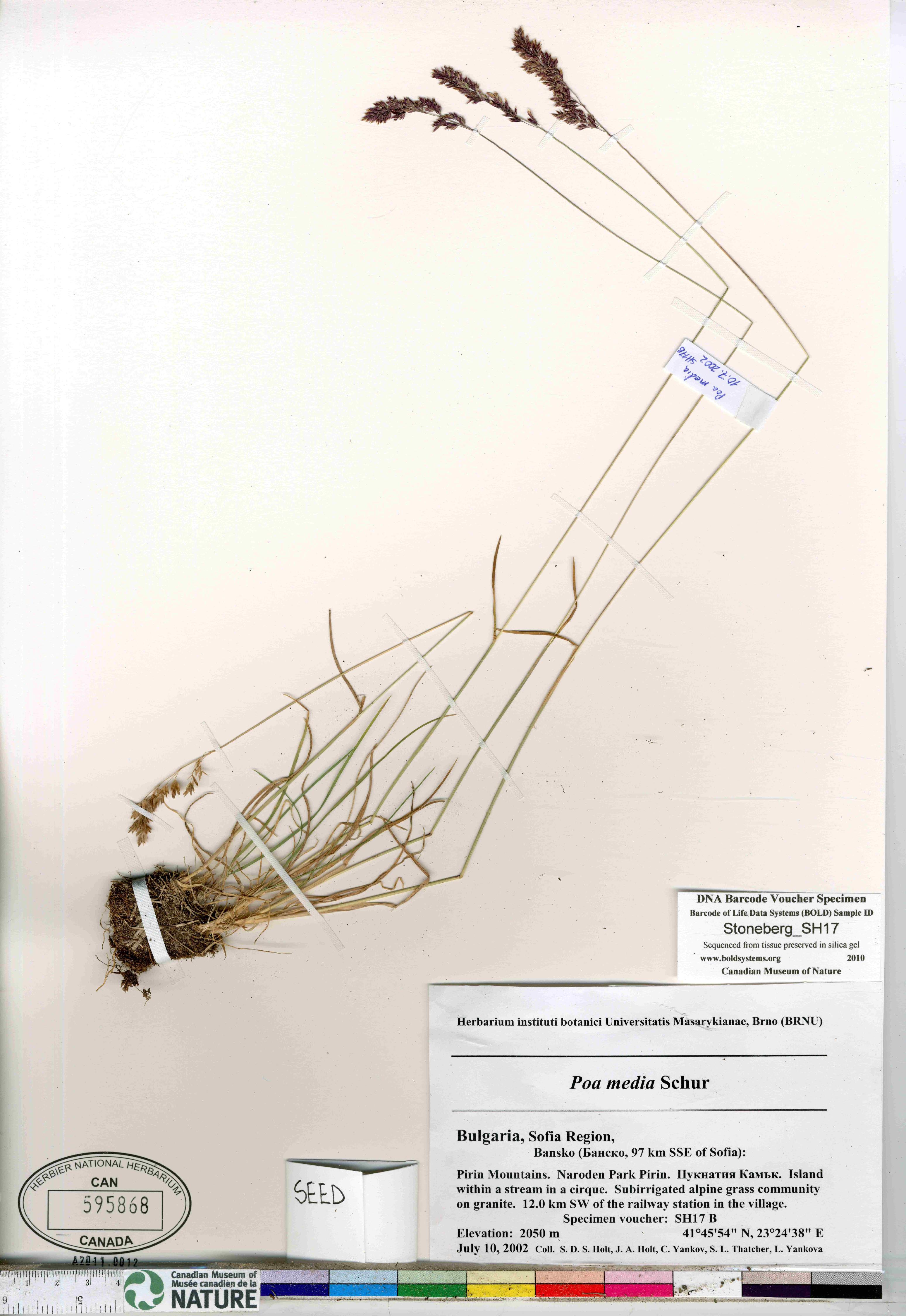 Poa ursina image