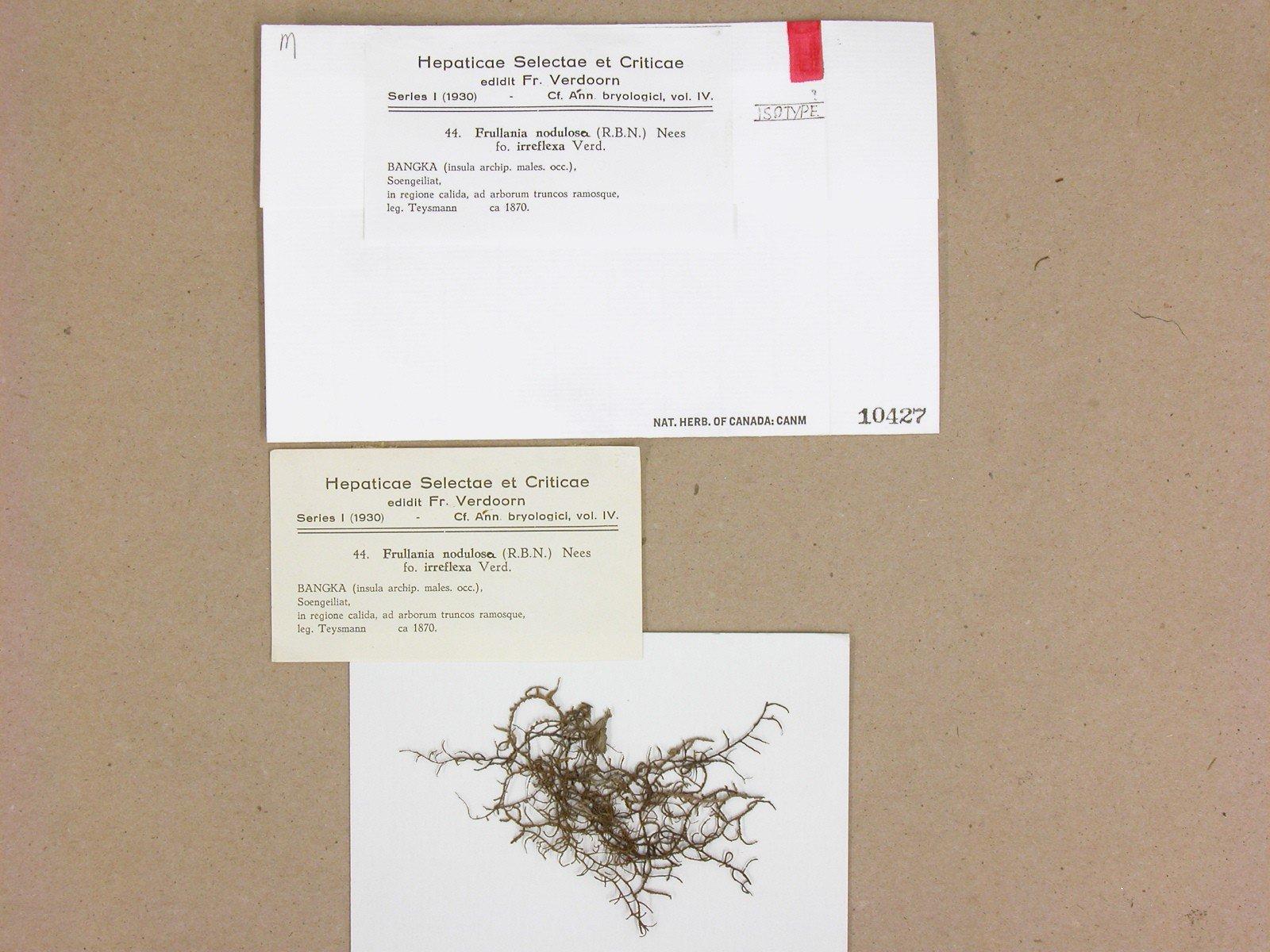 Frullania nodulosa f. irreflexa image