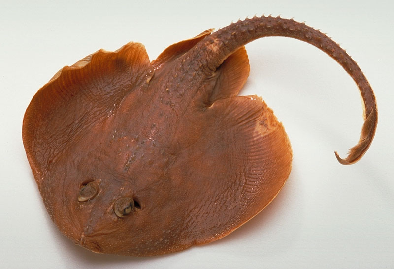 Markle's skate (Breviraja marklei) — Rajidae
