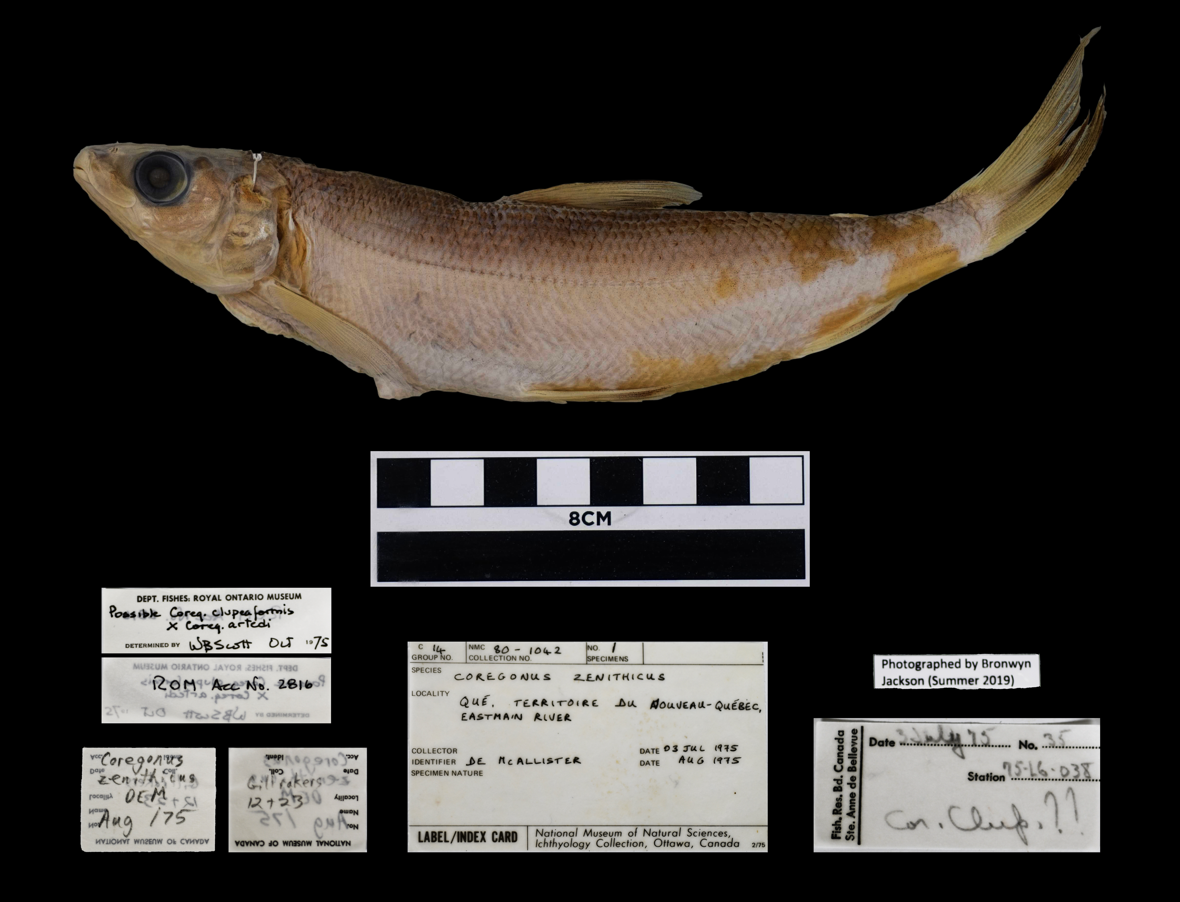 Shortjaw cisco (Coregonus zenithicus) — Salmonidae