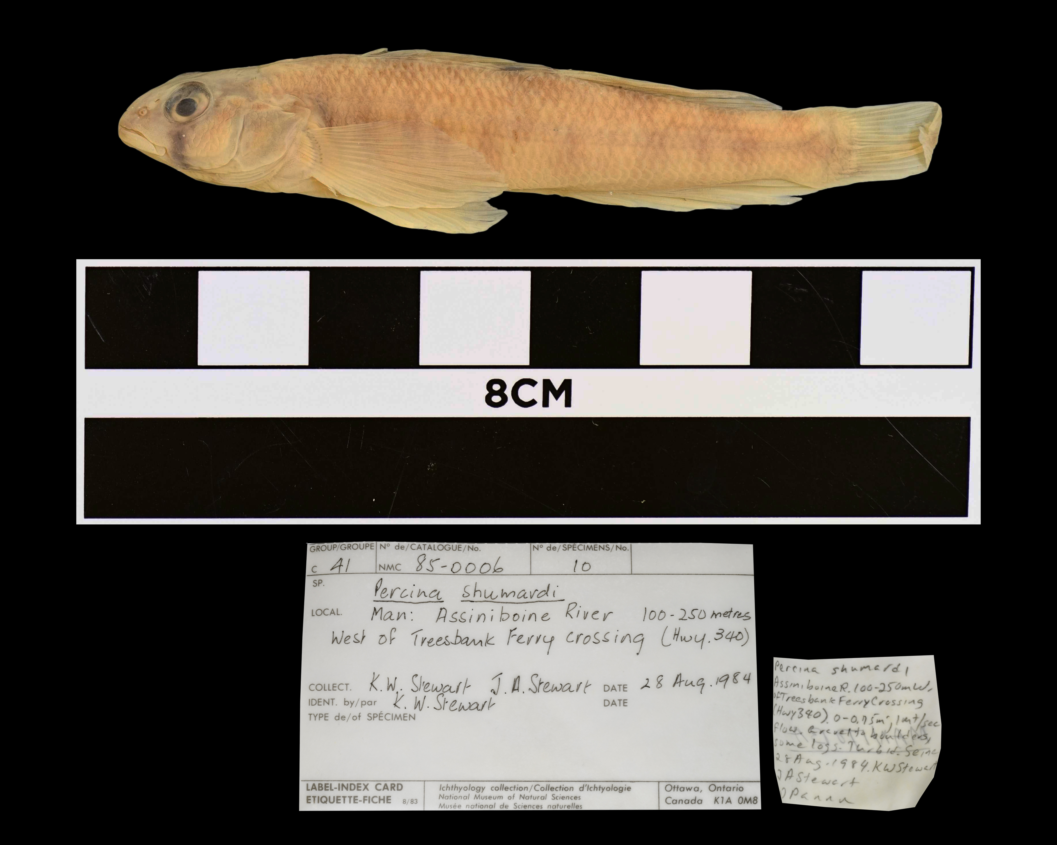 River darter (Percina shumardi) — Percidae — 3