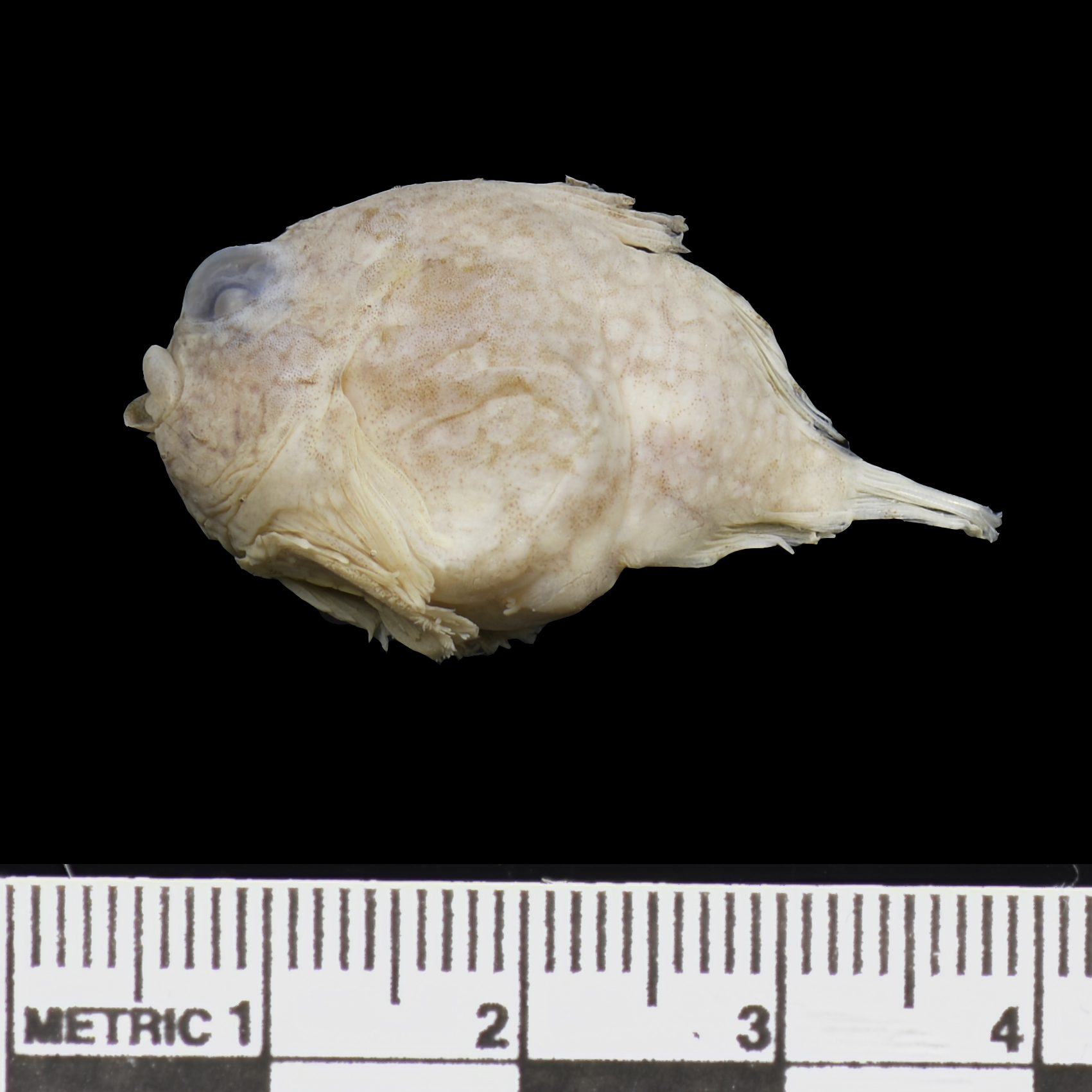 Smooth lumpsucker (Lethotremus muticus) — Cyclopteridae