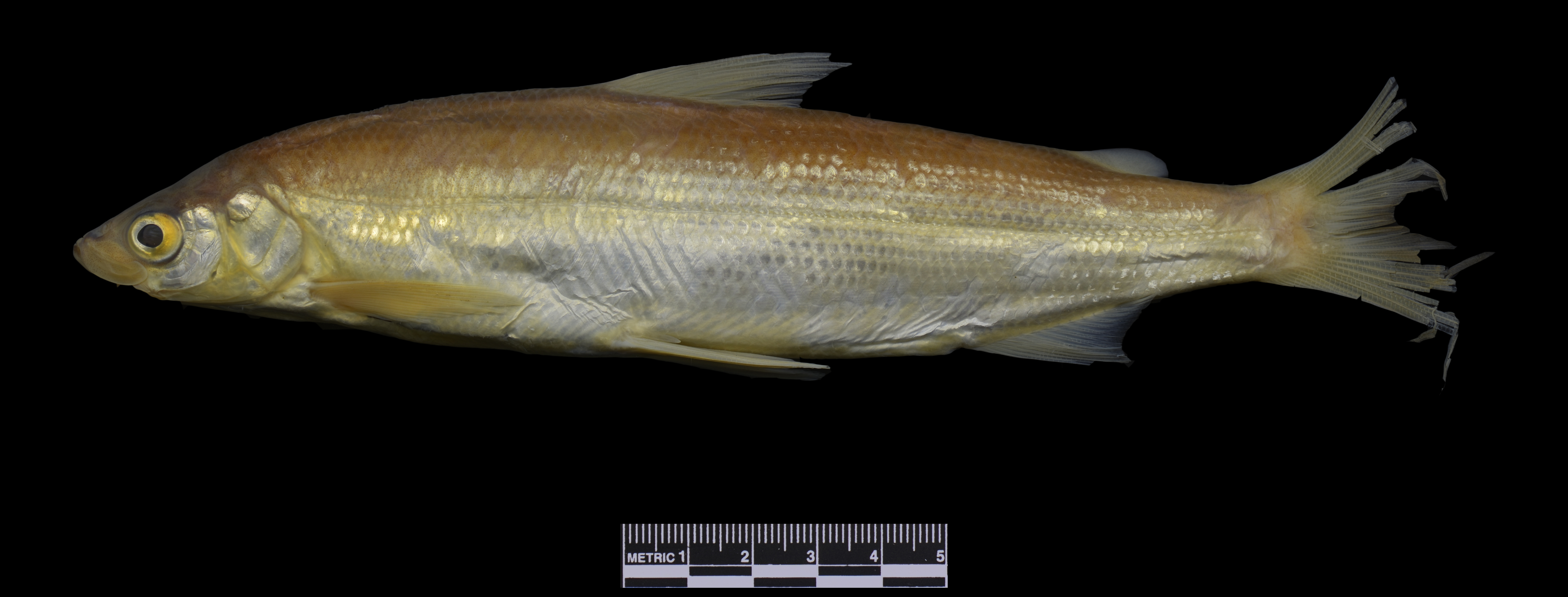 Least cisco (Coregonus sardinella) — Salmonidae