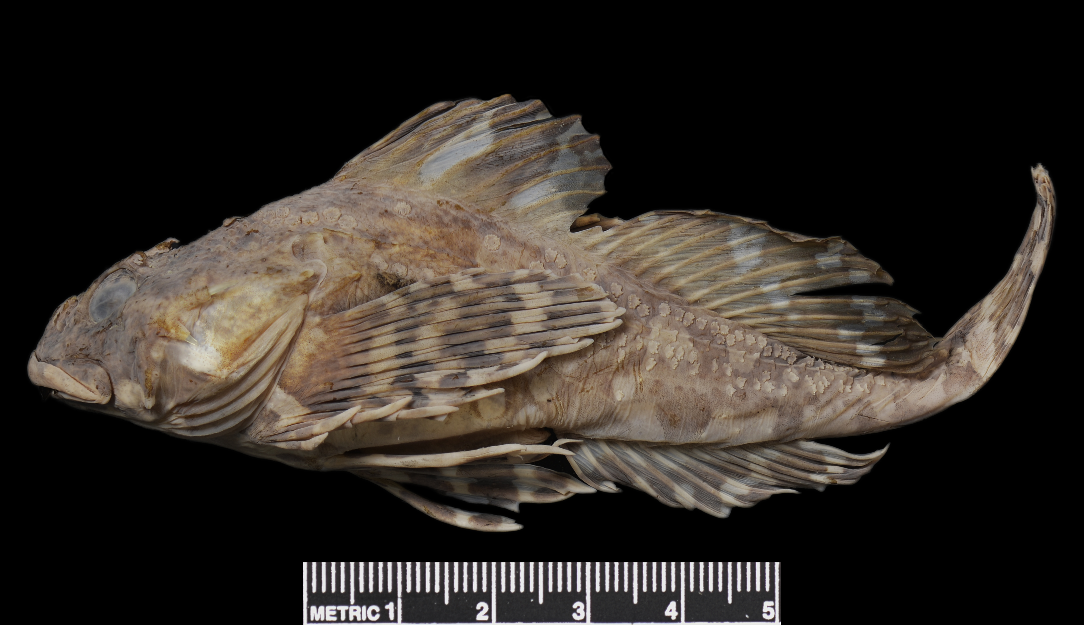 Arctic sculpin (Myoxocephalus scorpioides) — Cottidae — 5
