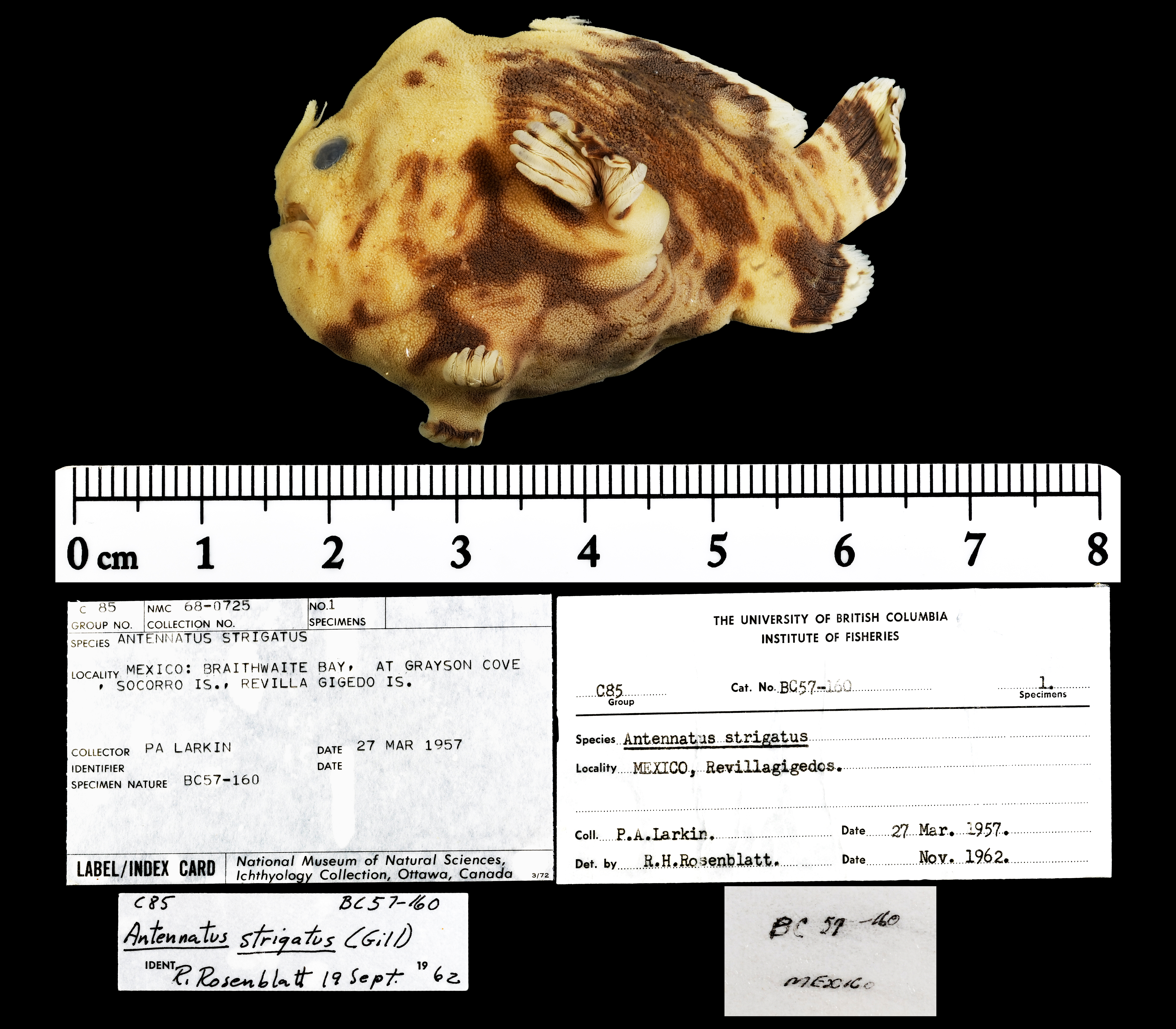 Bandtail frogfish (Antennatus strigatus) — Antennariidae — 2