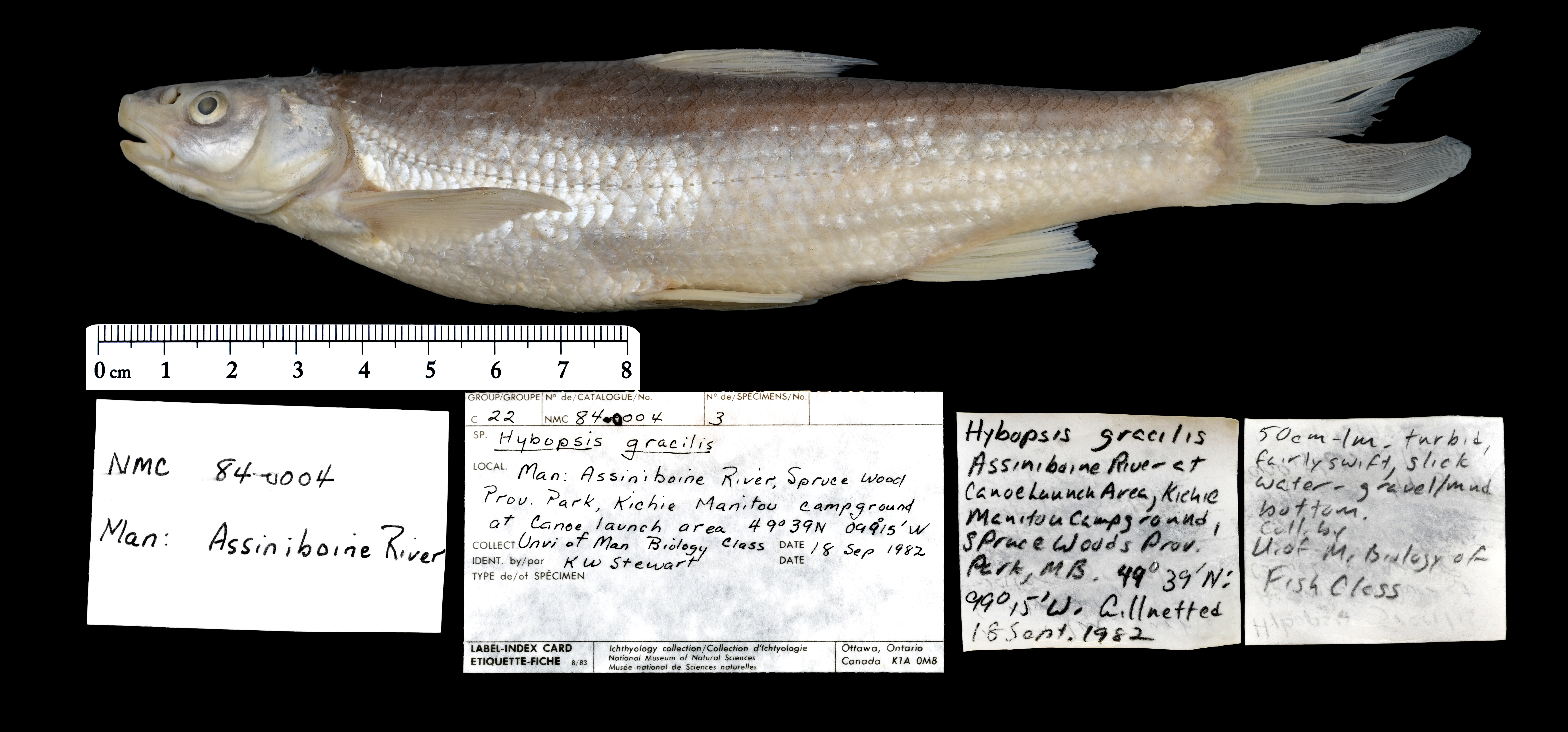 Platkop-kopvoorn (Platygobio gracilis) — Cyprinidae — 3