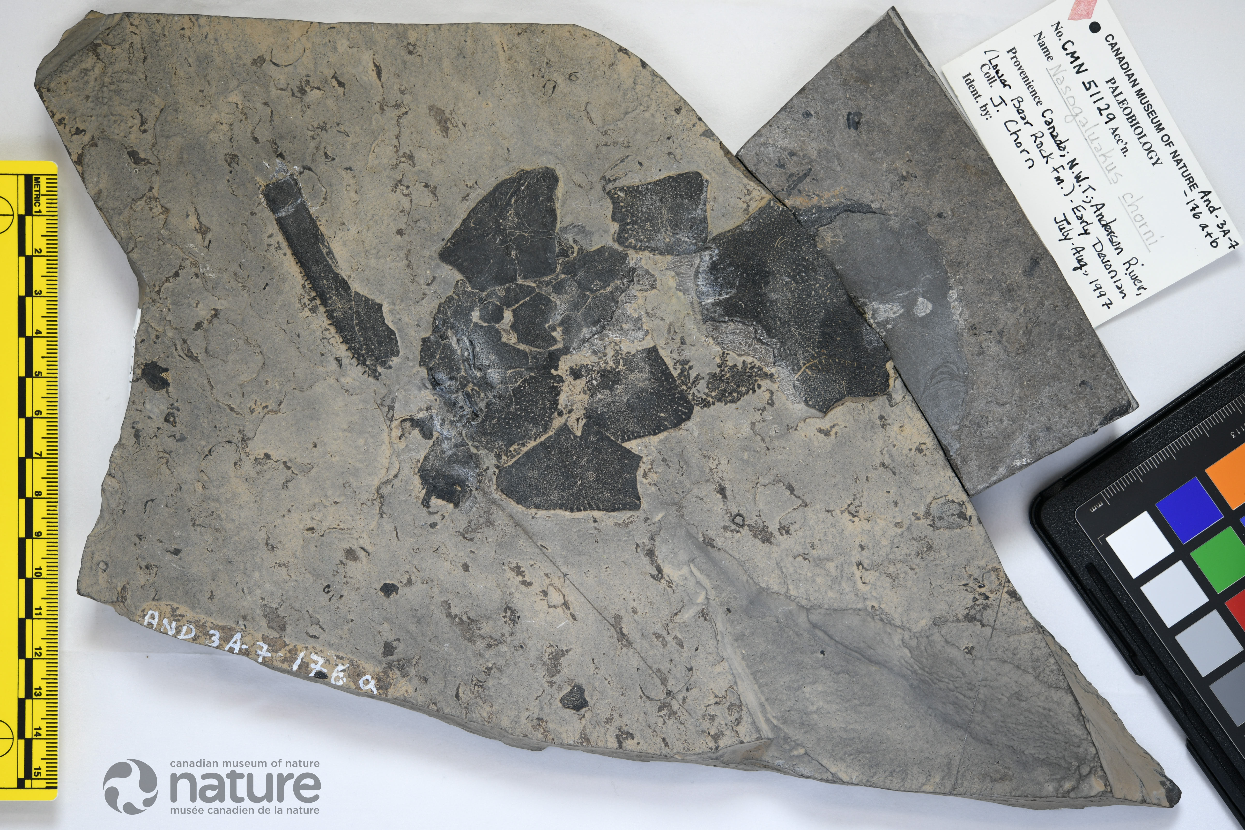 Nasogaluakus