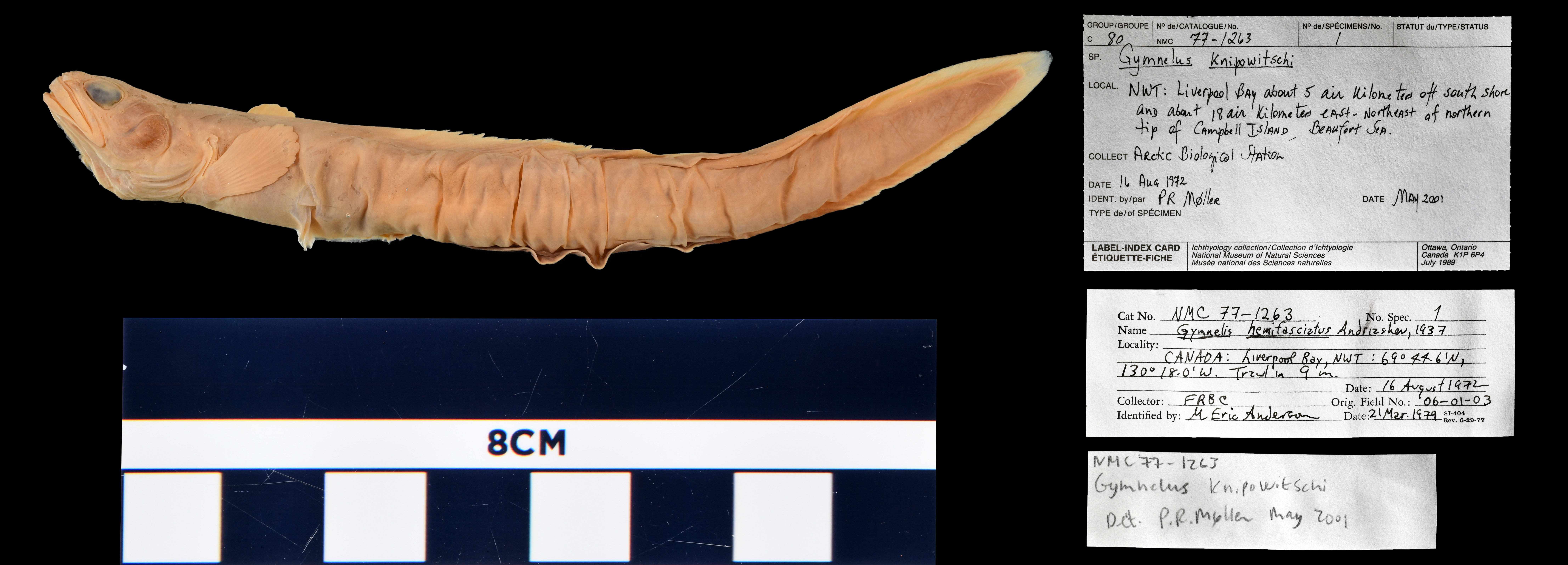 Bigeye unernak (Gymnelus hemifasciatus) — Zoarcidae — 2
