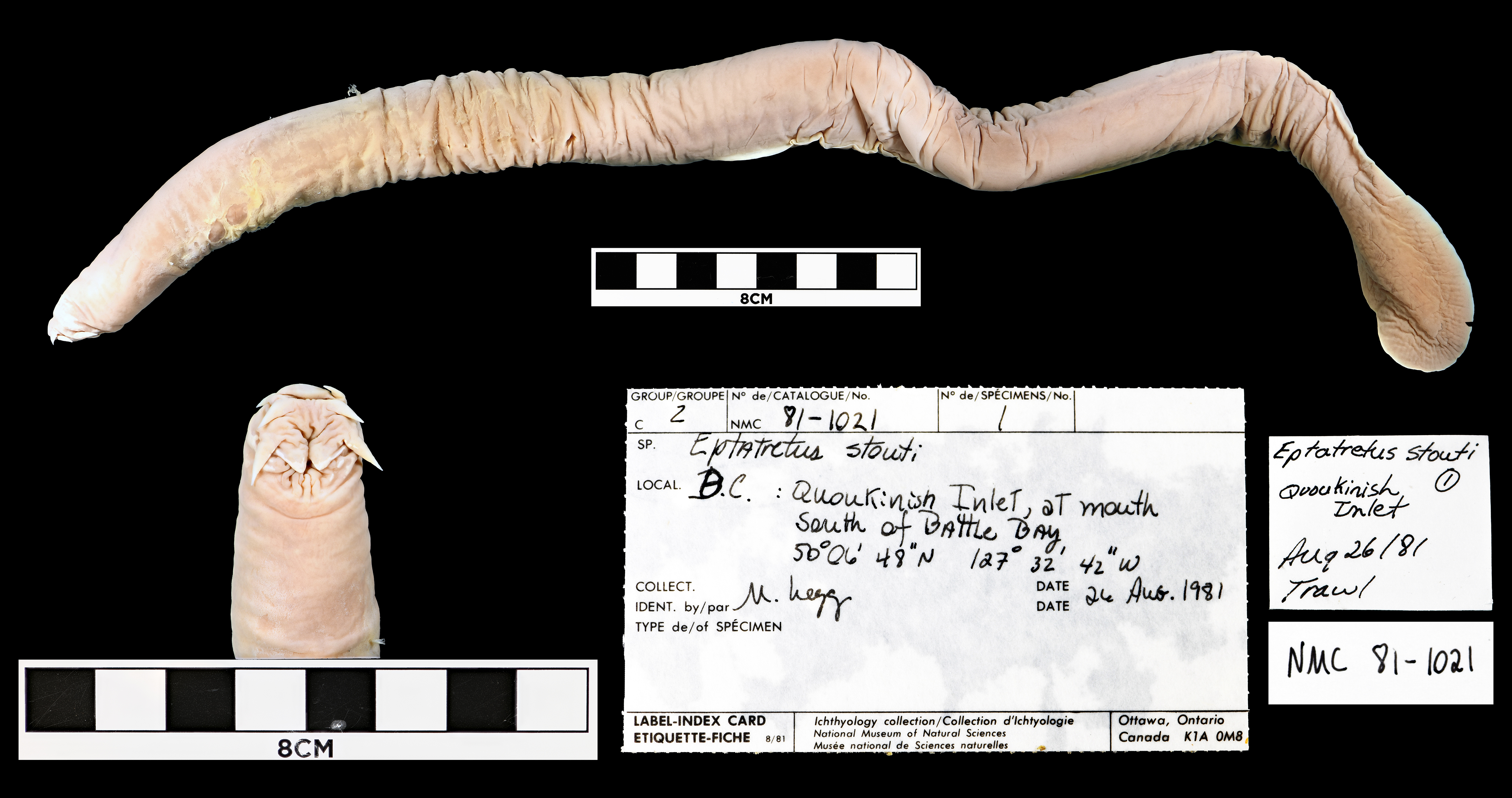 California hagfish (Eptatretus stoutii) — Myxinidae — 2