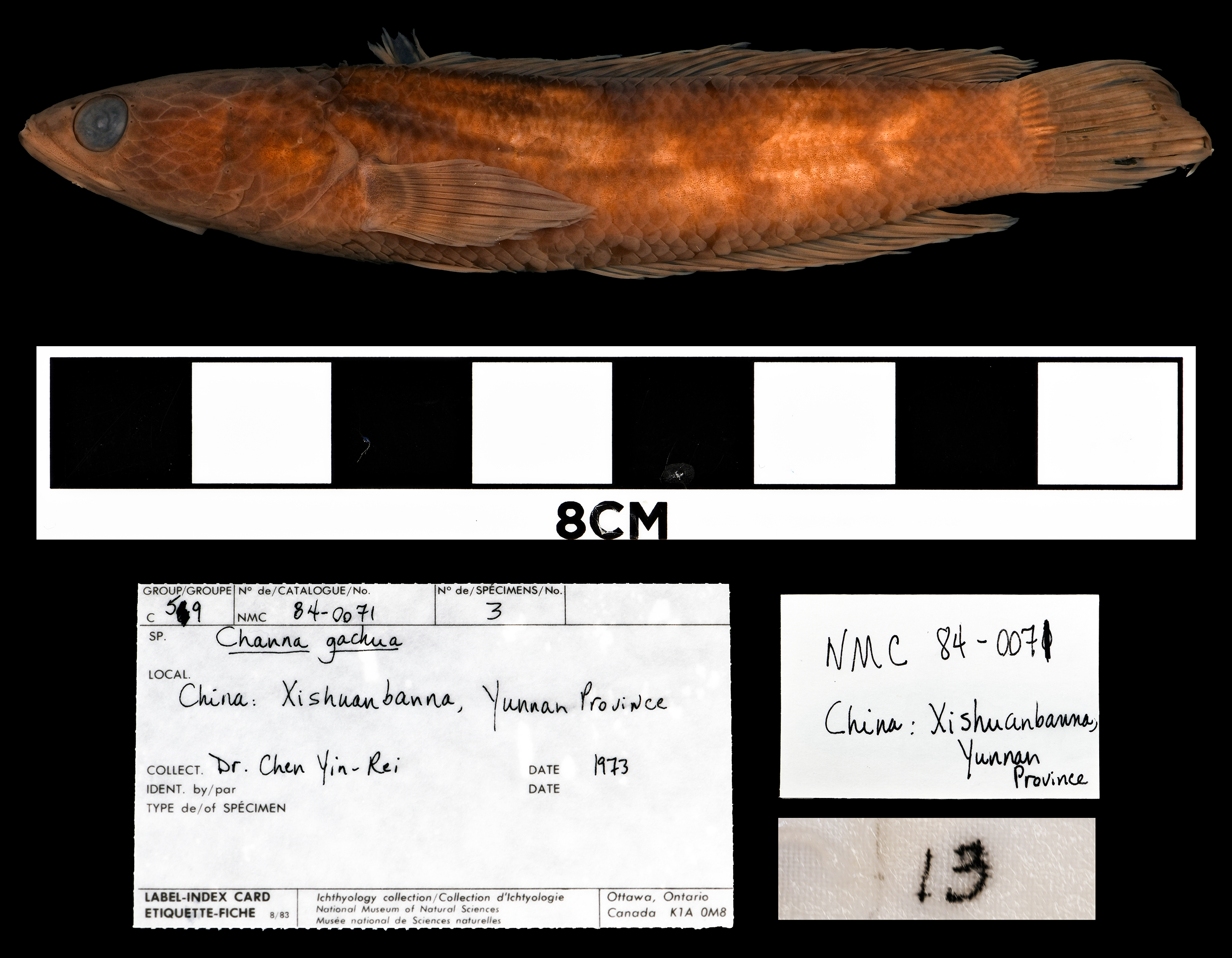 Walking snakehead (Channa orientalis) — Channidae — 3