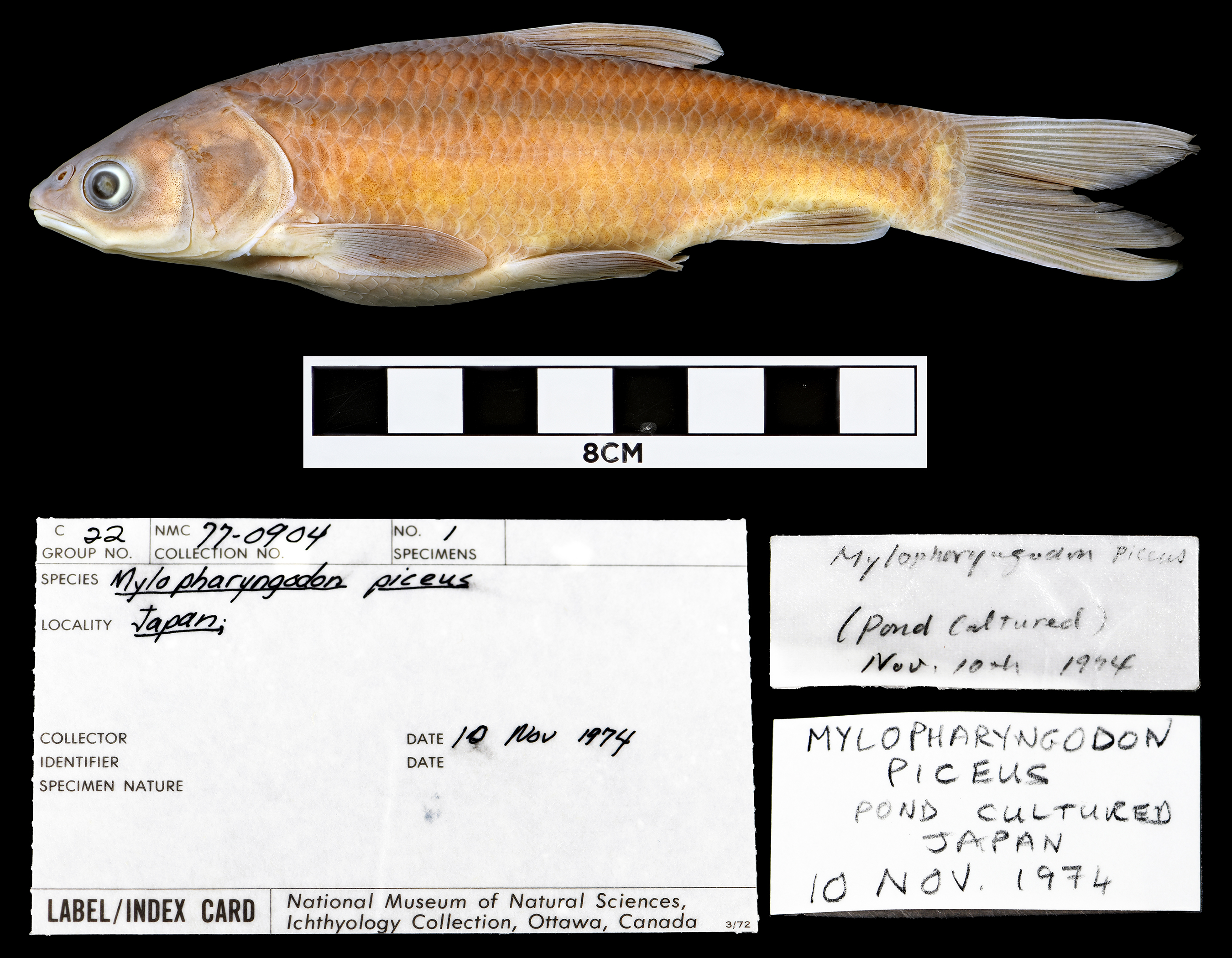 Black amur (Mylopharyngodon piceus) — Cyprinidae — 4
