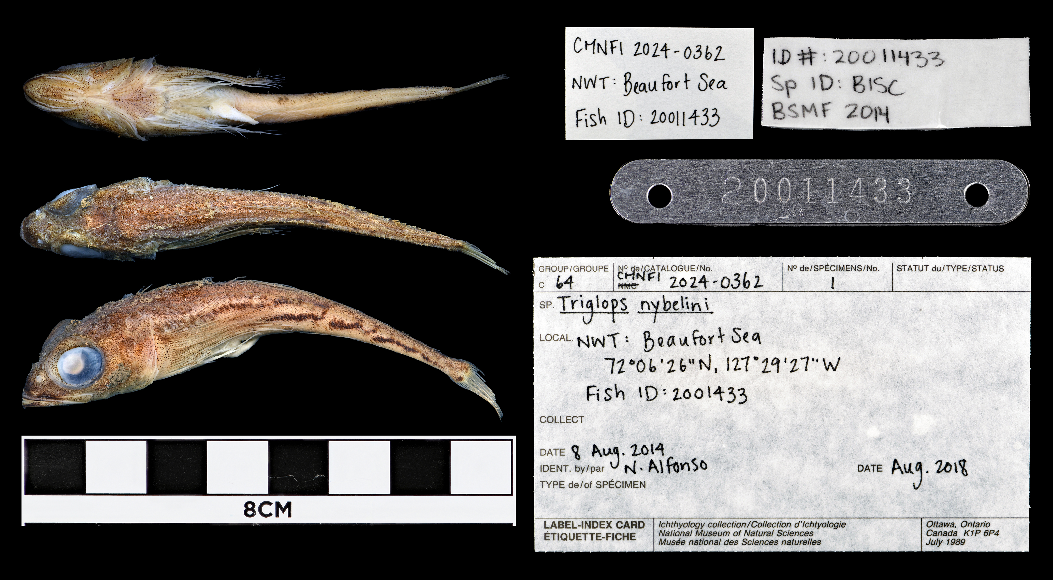 Bigeye sculpin (Triglops nybelini) — Cottidae — 3