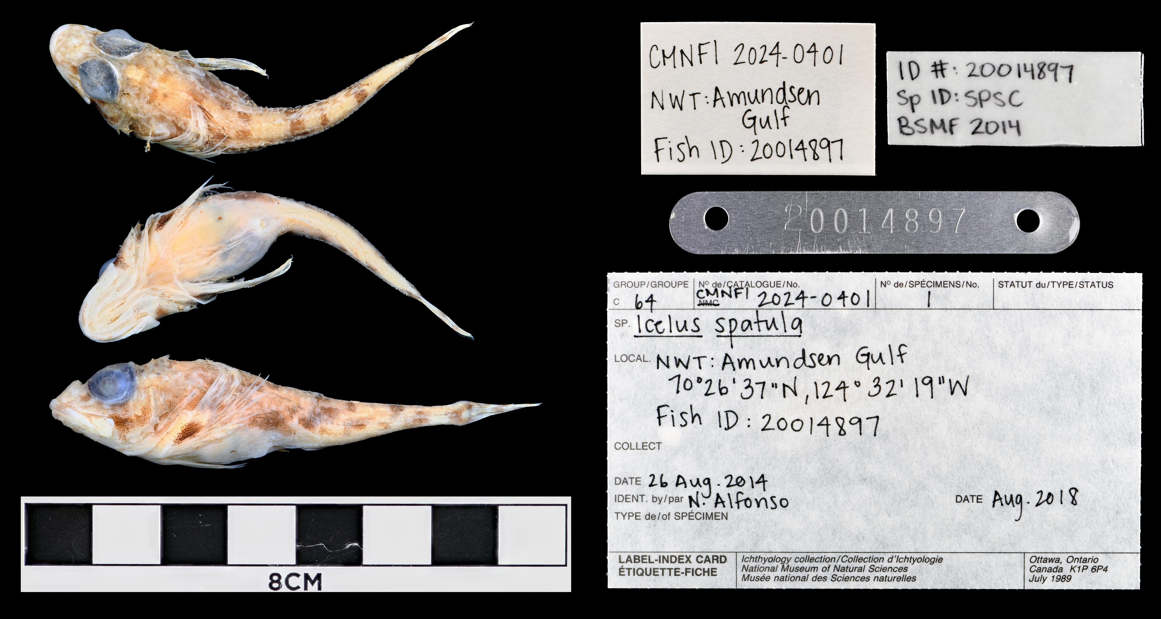Spatulate sculpin (Icelus spatula) — Cottidae — 4