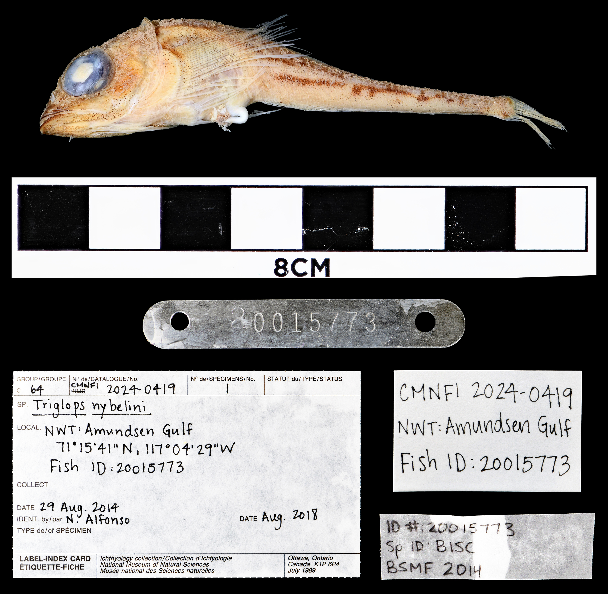 Bigeye sculpin (Triglops nybelini) — Cottidae — 2
