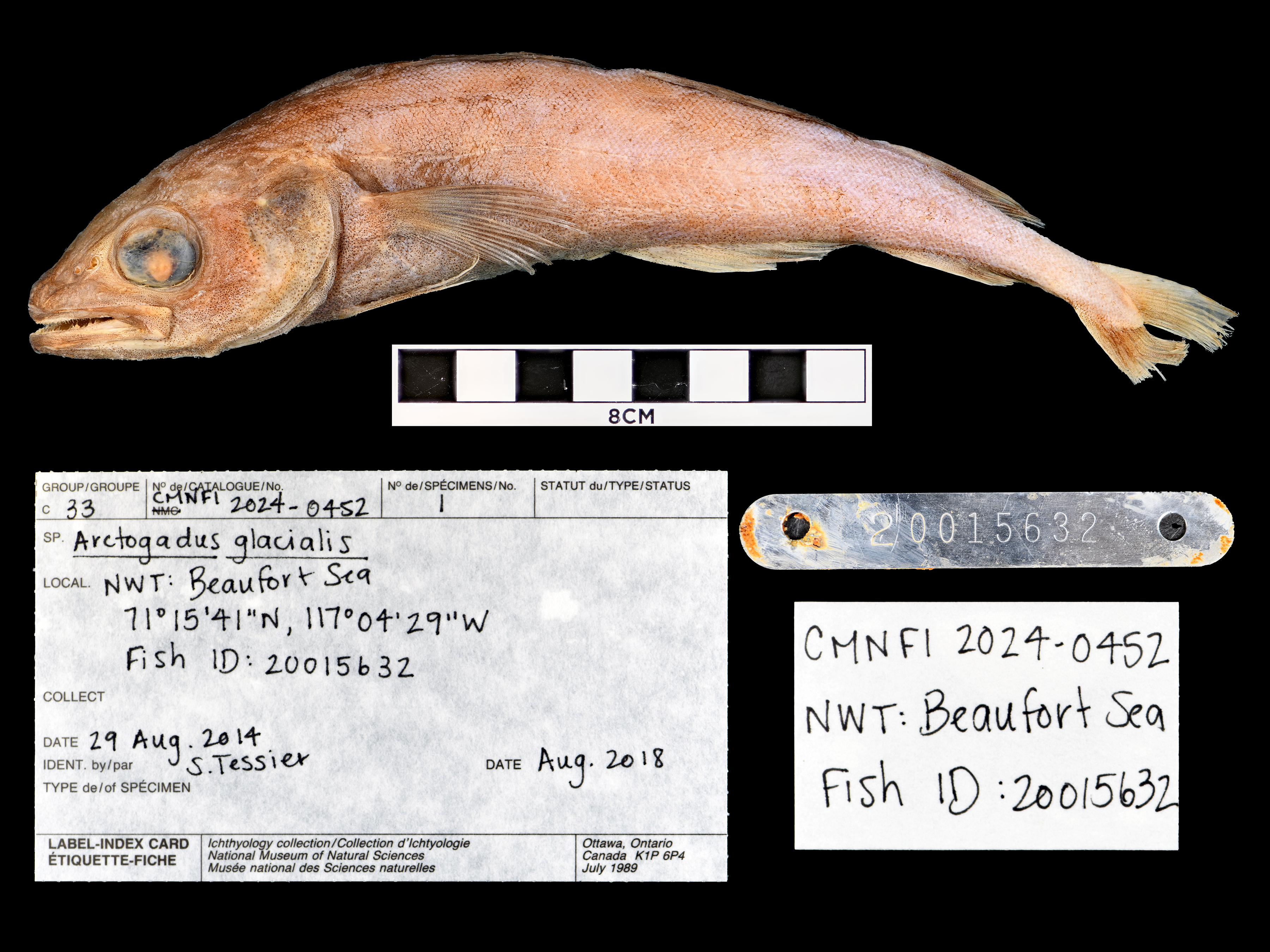 Arctic cod (Arctogadus glacialis) — Gadidae — 2