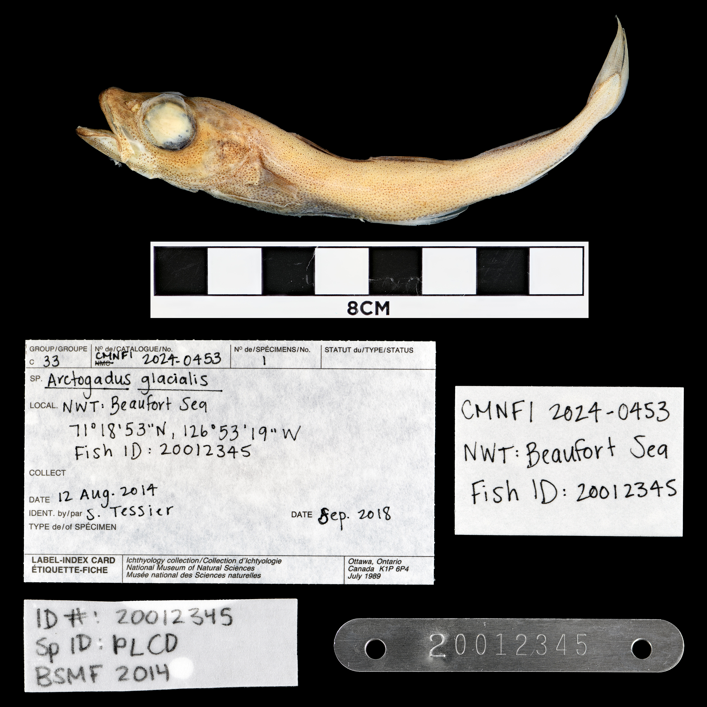 Arctic cod (Arctogadus glacialis) — Gadidae — 4