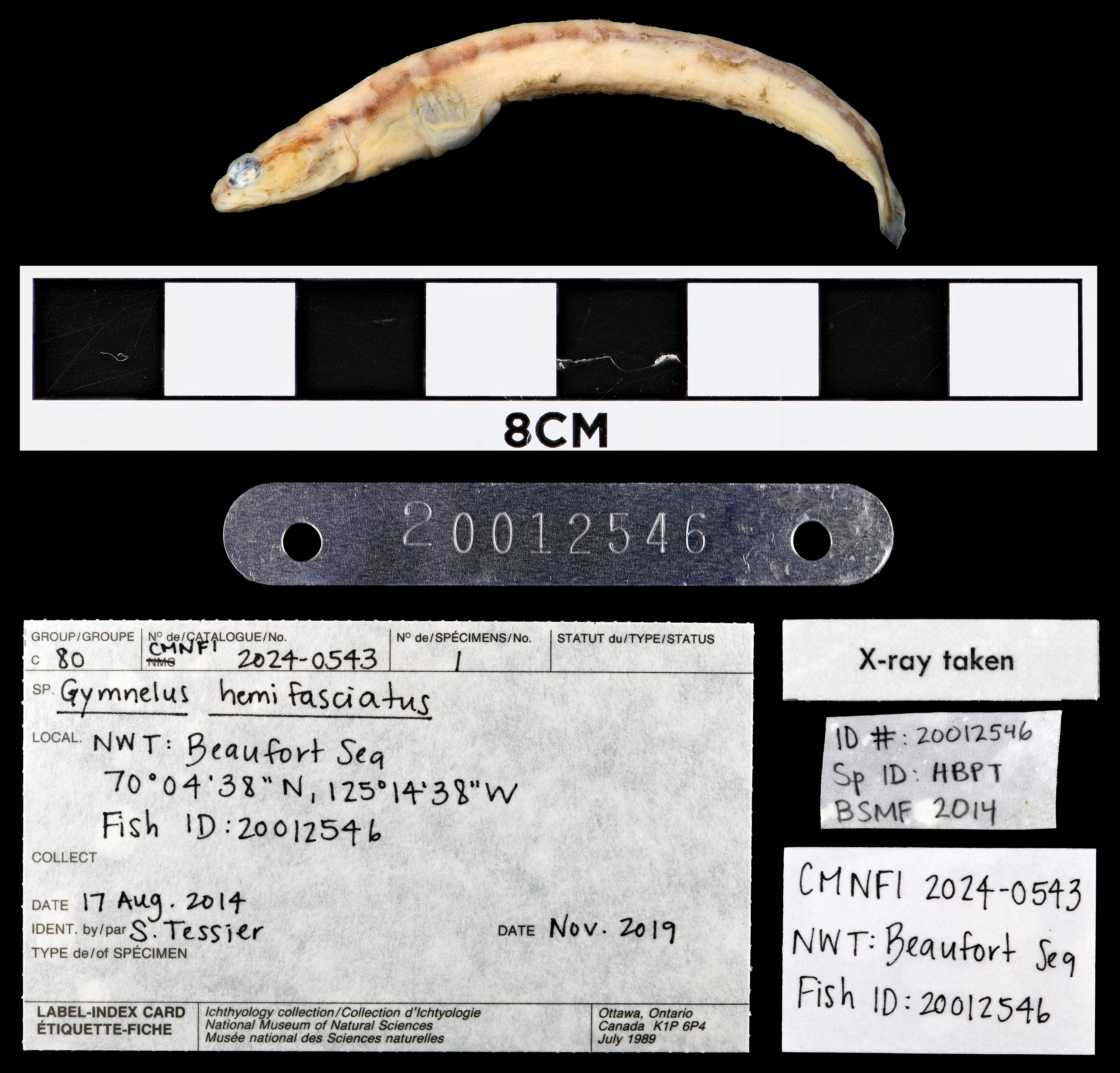 Bigeye unernak (Gymnelus hemifasciatus) — Zoarcidae — 3